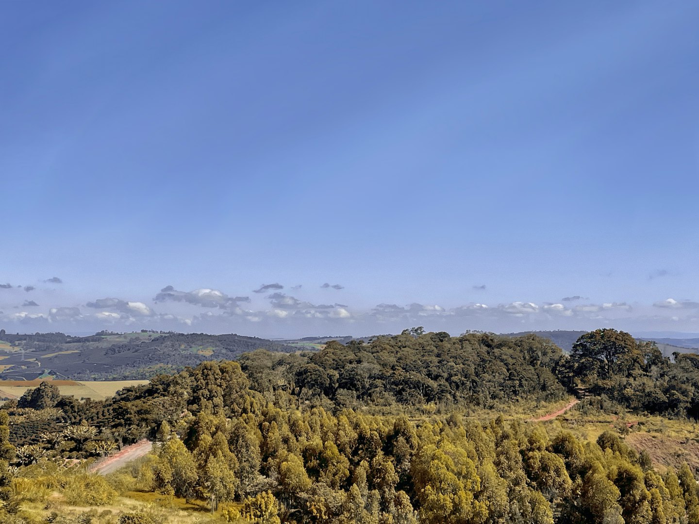 Grüne Hügel mit Wald und Feldweg.